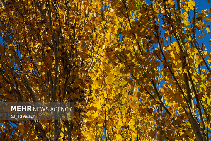 خزان هزار رنگ همدان