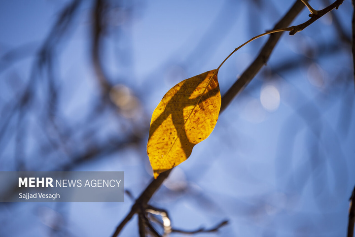 خزان هزار رنگ همدان