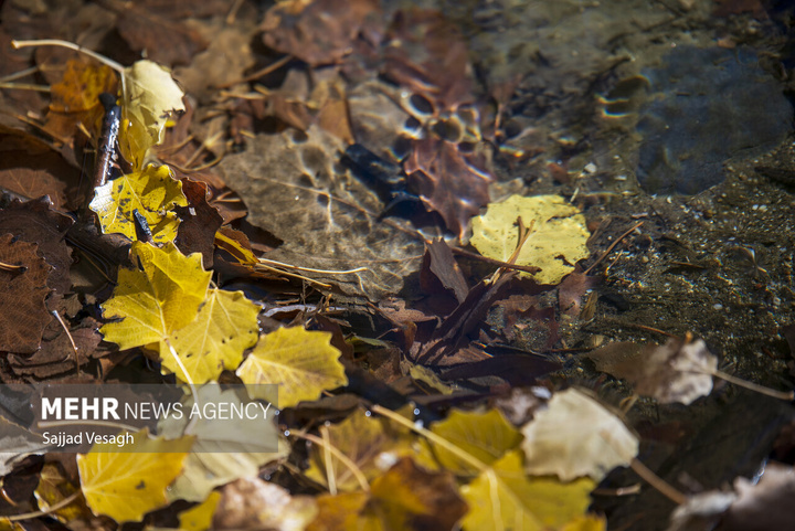 خزان هزار رنگ همدان
