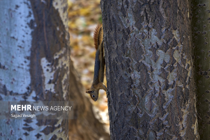 خزان هزار رنگ همدان