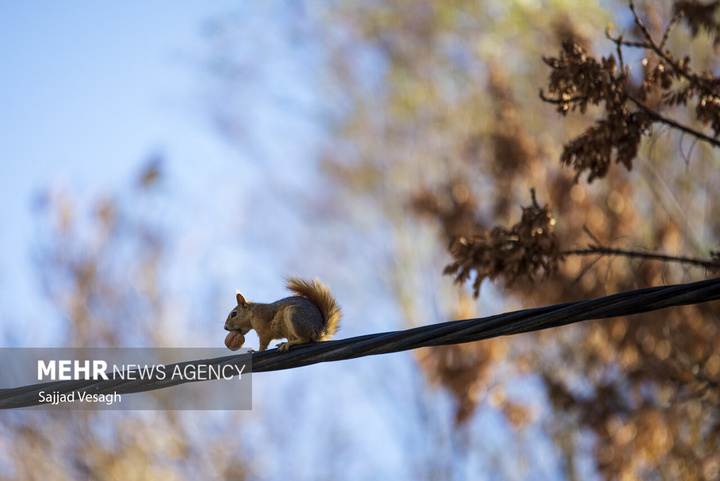 خزان هزار رنگ همدان