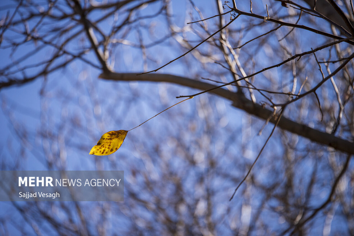 خزان هزار رنگ همدان