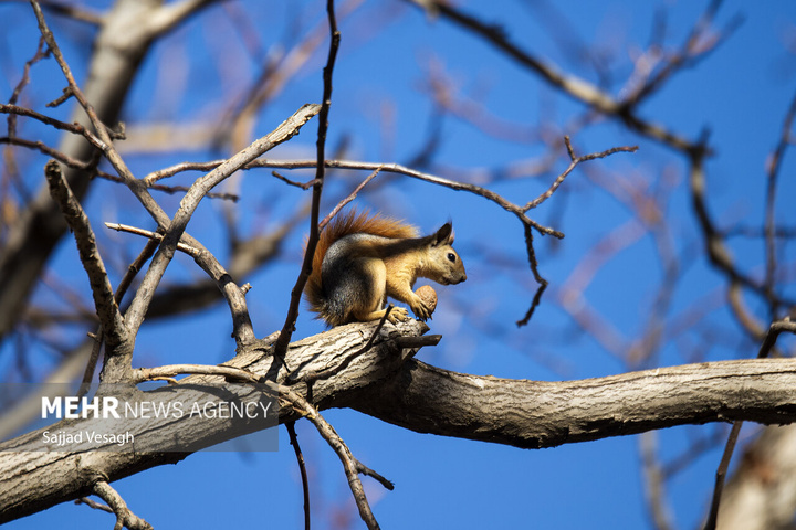 خزان هزار رنگ همدان