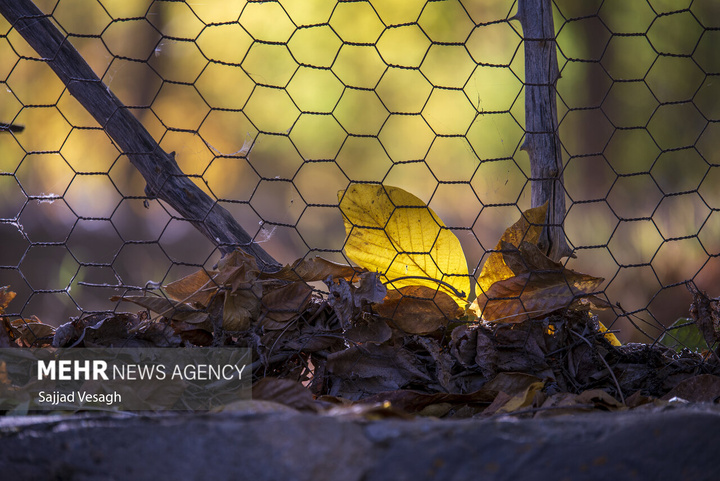 خزان هزار رنگ همدان