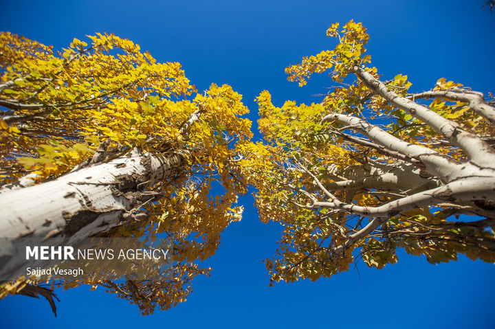 خزان هزار رنگ همدان