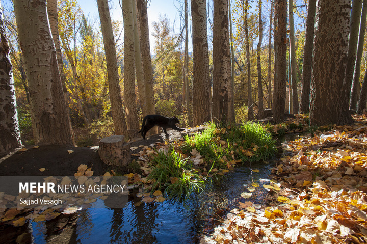 خزان هزار رنگ همدان