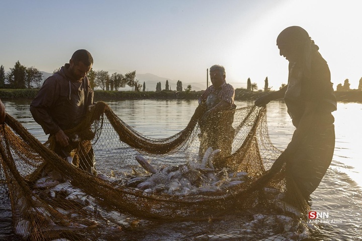 آب بندان‌های پرورش ماهی در آزادشهر