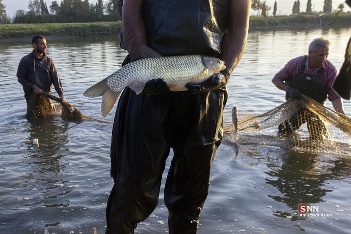 آب بندان‌های پرورش ماهی در آزادشهر