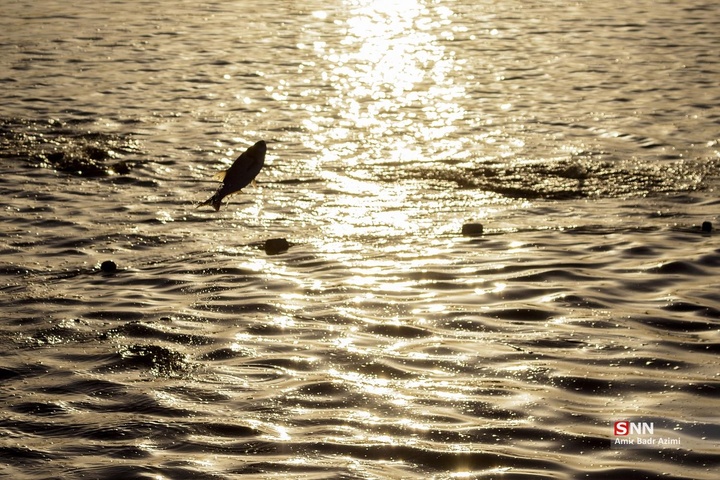 آب بندان‌های پرورش ماهی در آزادشهر