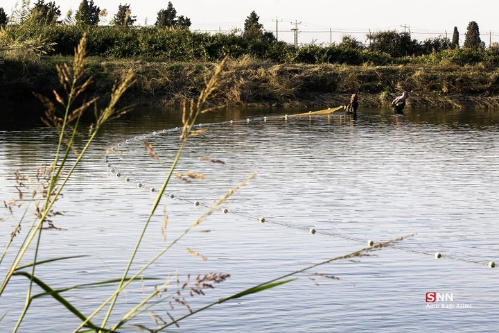 آب بندان‌های پرورش ماهی در آزادشهر
