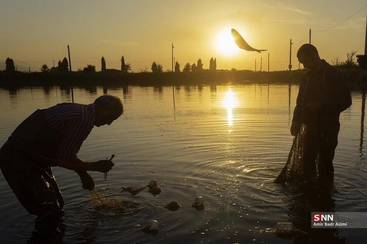 آب بندان‌های پرورش ماهی در آزادشهر