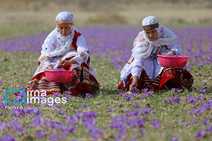 برداشت زعفران از مزارع «فاروج»