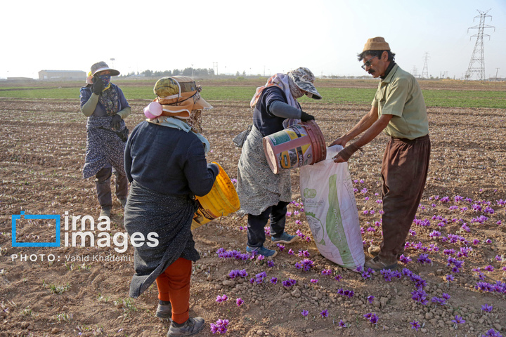 برداشت زعفران از مزارع «فاروج»