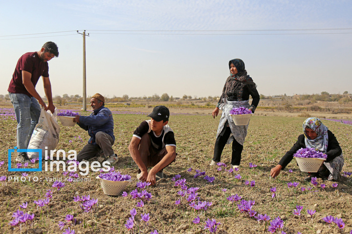 برداشت زعفران از مزارع «فاروج»