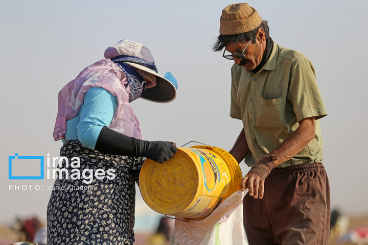 برداشت زعفران از مزارع «فاروج»