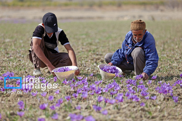 برداشت زعفران از مزارع «فاروج»