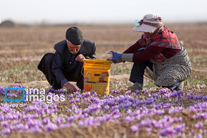 برداشت زعفران از مزارع «فاروج»