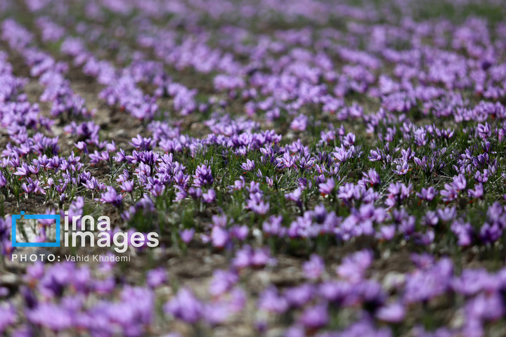 برداشت زعفران از مزارع «فاروج»