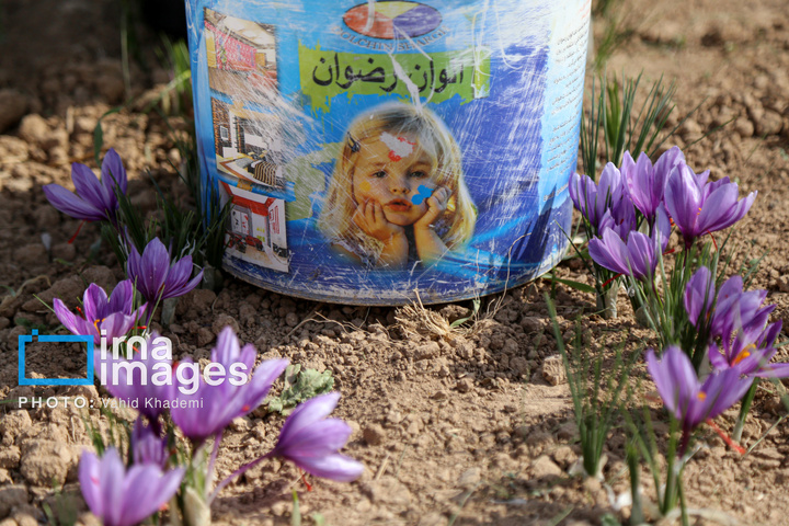 برداشت زعفران از مزارع «فاروج»