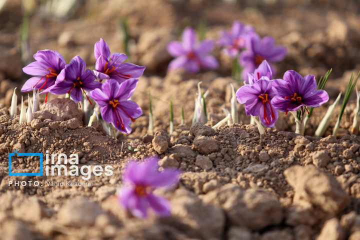 برداشت زعفران از مزارع «فاروج»