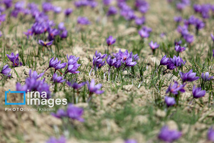 برداشت زعفران از مزارع «فاروج»