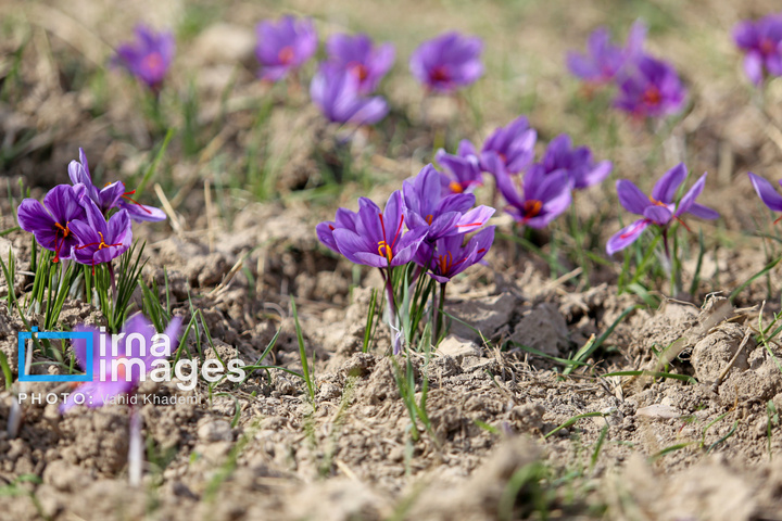 برداشت زعفران از مزارع «فاروج»