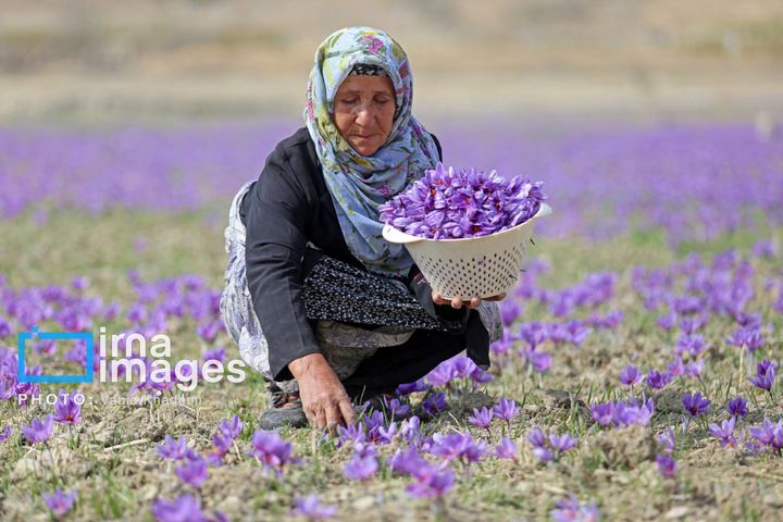 برداشت زعفران از مزارع «فاروج»