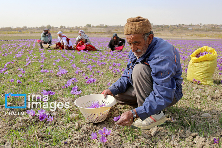 برداشت زعفران از مزارع «فاروج»