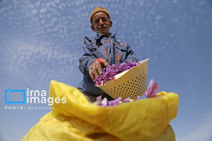 برداشت زعفران از مزارع «فاروج»