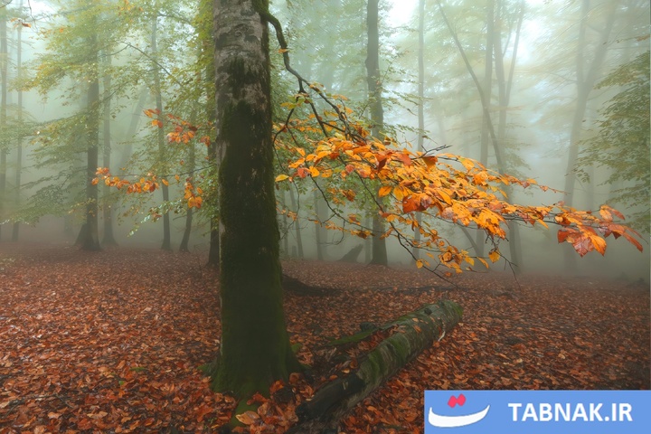 طبیعت پاییزی گیلان