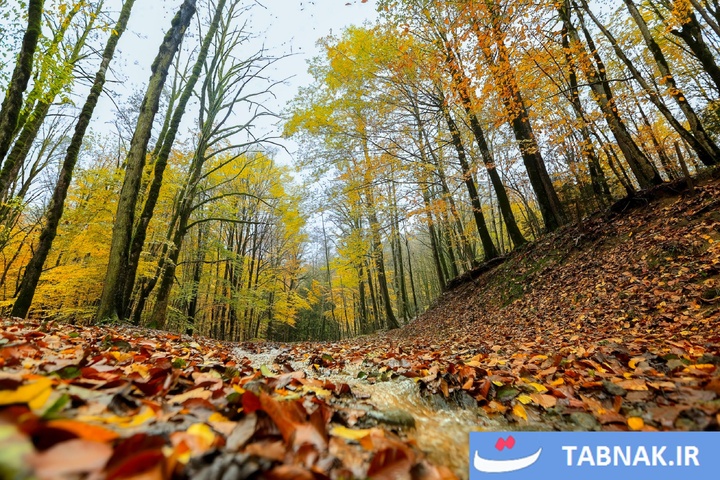 طبیعت پاییزی گیلان