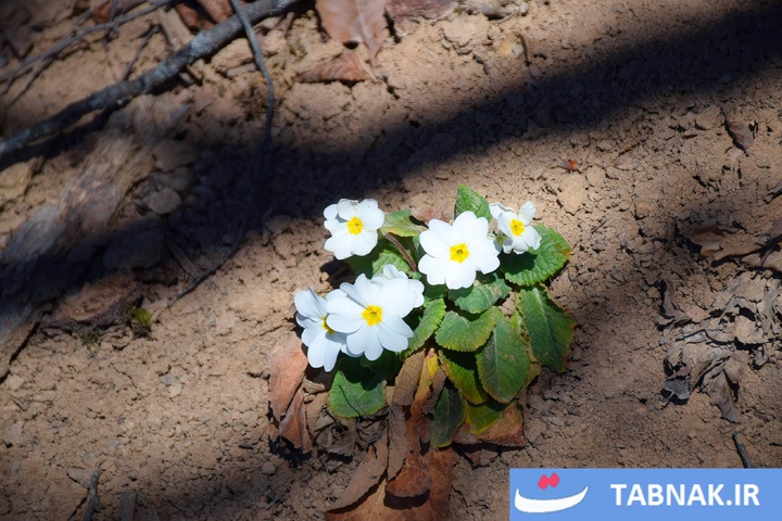 طبیعت پاییزی گیلان