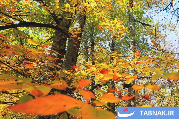 طبیعت پاییزی گیلان