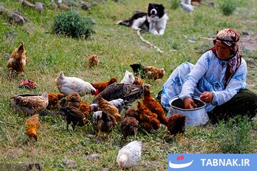 از قله تا دشت؛ کوچ هزار رنگ پاییزه