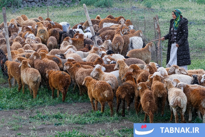 از قله تا دشت؛ کوچ هزار رنگ پاییزه