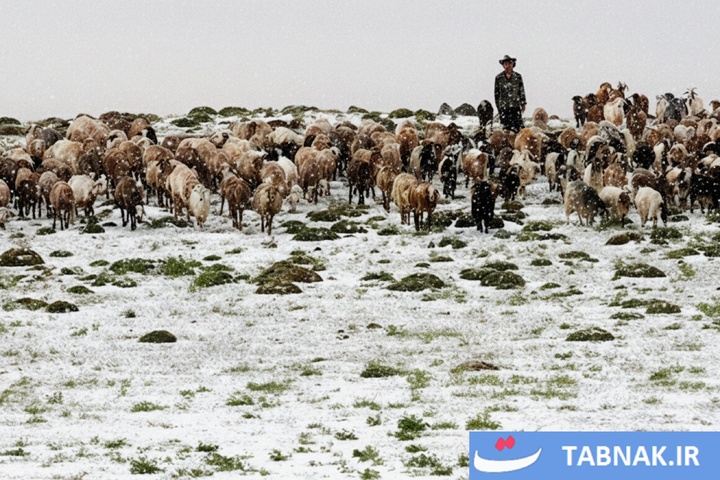 از قله تا دشت؛ کوچ هزار رنگ پاییزه