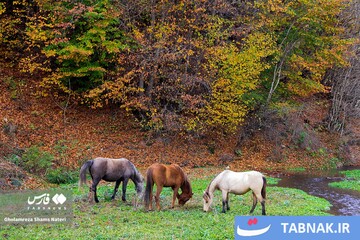 سمفونی رنگ‌ها در قلب کوهستان چالوس
