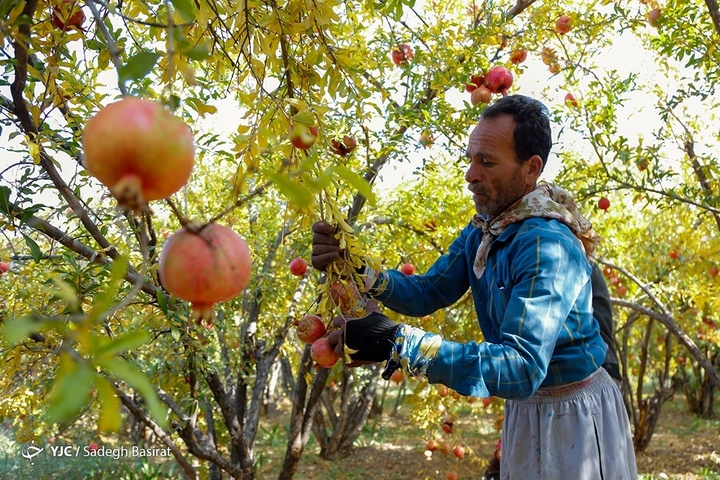 برداشت انار از باغات شهرضا