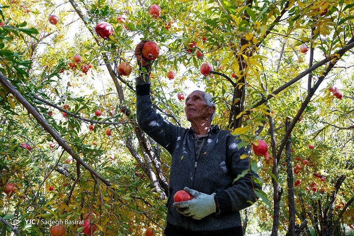 برداشت انار از باغات شهرضا