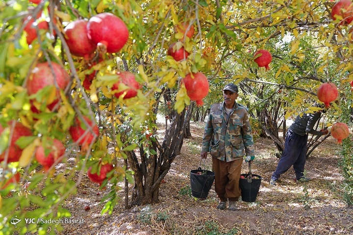 برداشت انار از باغات شهرضا