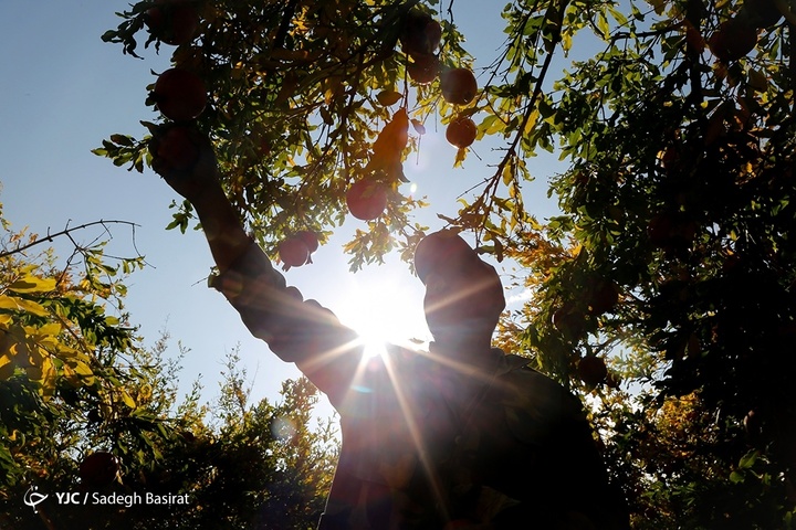 برداشت انار از باغات شهرضا