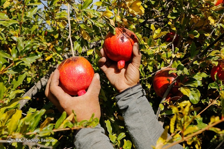 برداشت انار از باغات شهرضا