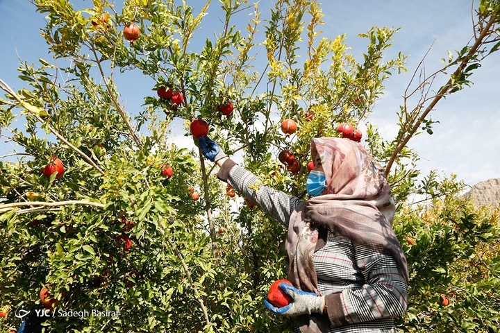 برداشت انار از باغات شهرضا