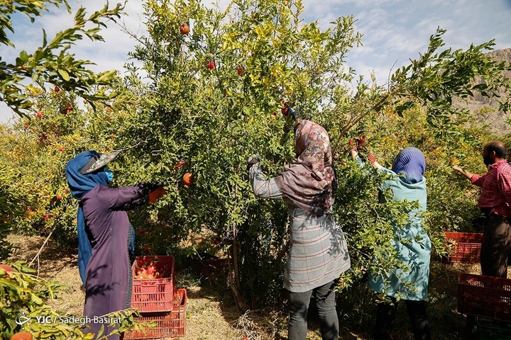 برداشت انار از باغات شهرضا