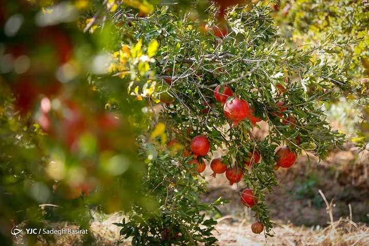 برداشت انار از باغات شهرضا