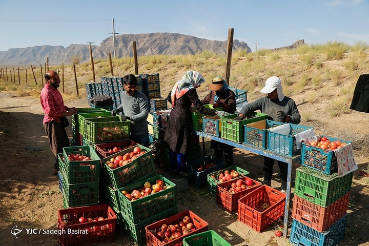 برداشت انار از باغات شهرضا