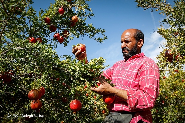 برداشت انار از باغات شهرضا