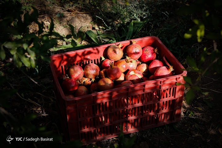 برداشت انار از باغات شهرضا