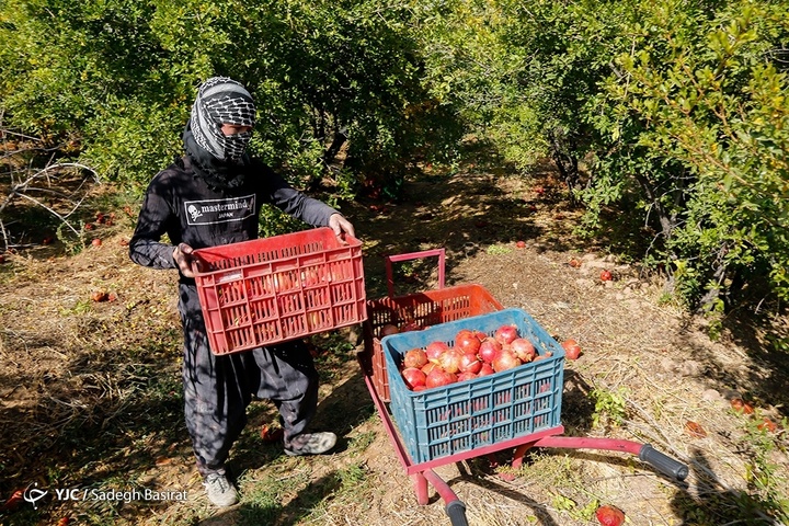 برداشت انار از باغات شهرضا