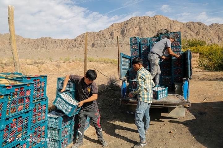 برداشت انار از باغات شهرضا